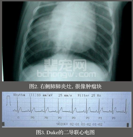 一例特殊的犬细小病毒病病例