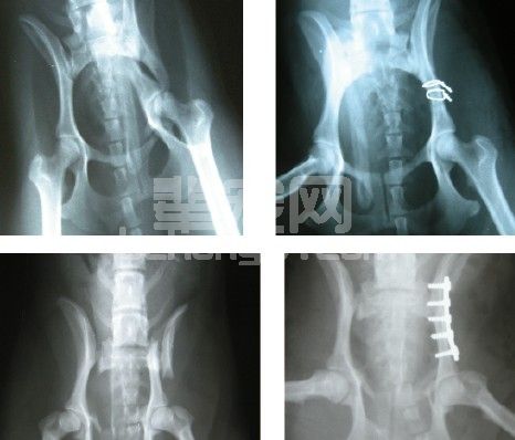 犬髂骨骨折的内固定手术方法