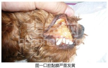 2例犬急性胰腺炎的诊断与治疗