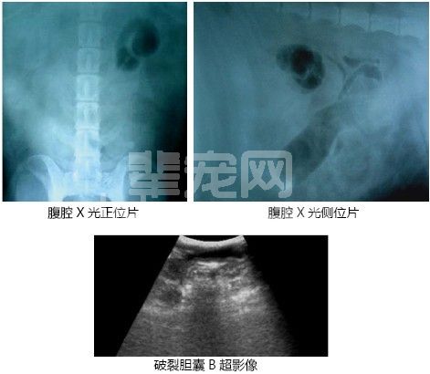 1例犬胆结石胆囊坏死破裂引起胆汁性腹膜炎的诊断与治疗
