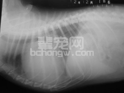 心脏病教程——犬扩张型心肌病