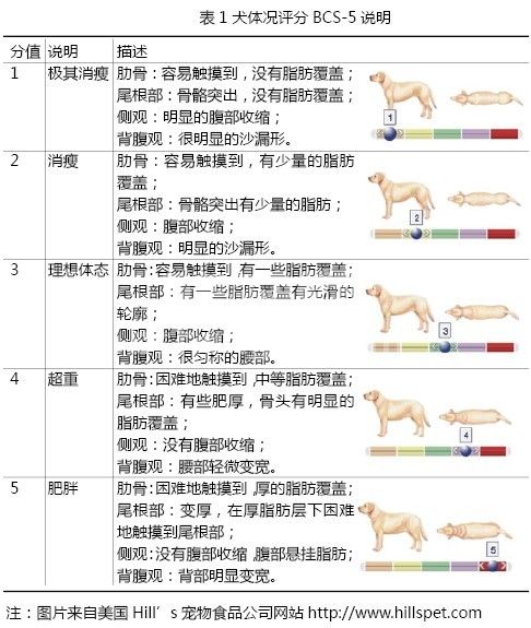 北京地区犬肥胖症流行病学调查