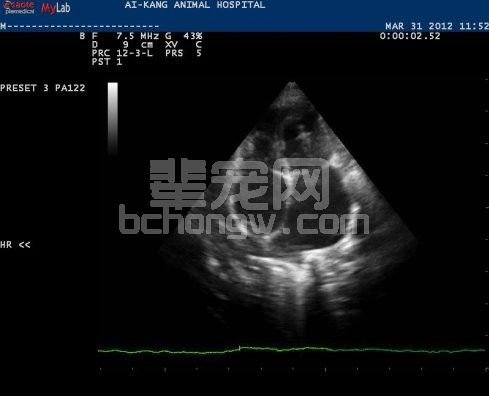 猫限制型心肌病