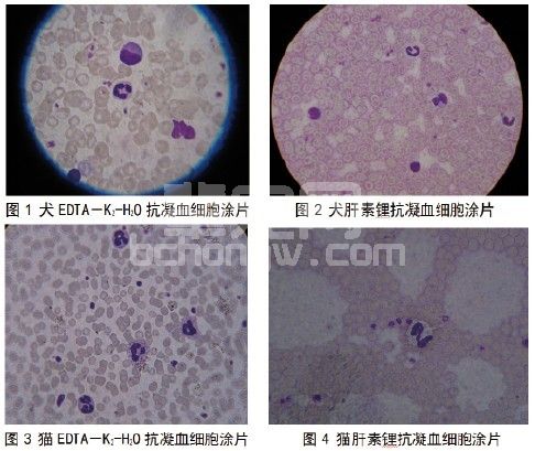犬、猫血液样本检验前的质量控制