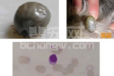 犬寄生虫病——犬由蜱虫叮咬后感染焦虫病诊疗报告