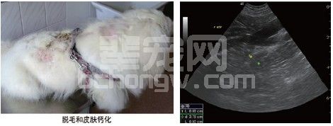 犬肾上腺皮质机能亢进