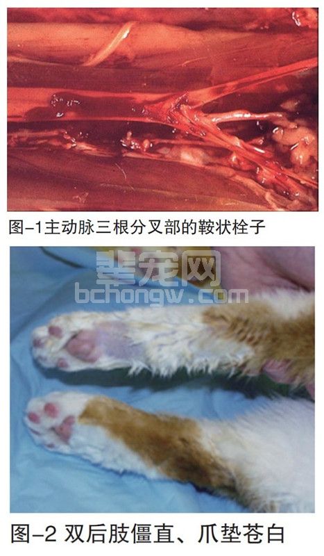 浅谈猫的动脉血栓栓塞