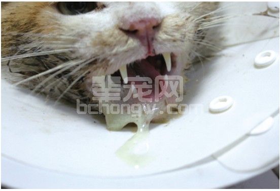 114例猫的反复性口炎的手术治疗