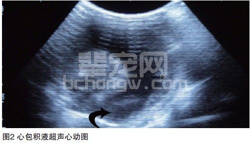猫传染性腹膜炎引起心包积液