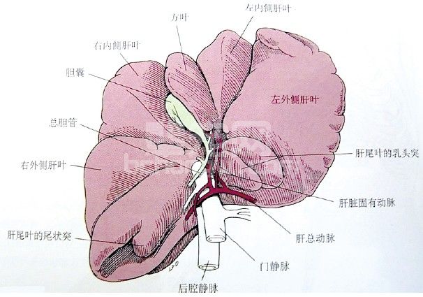 肝胆手术简介