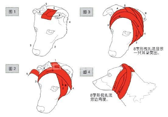 耳朵、头部、脚部和下肢的包扎