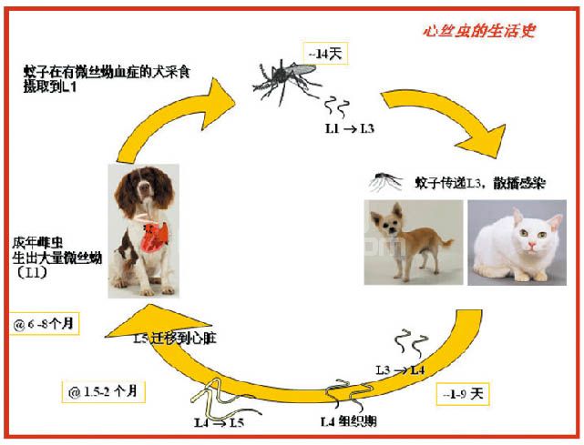 猫心丝虫病