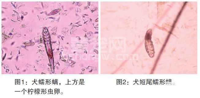 犬蠕形螨病（Canine Demodicosis）