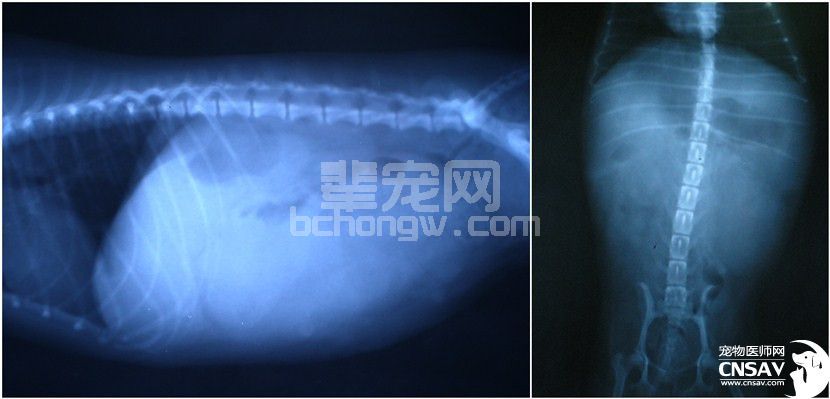 一例犬肿瘤性肾摘除的诊治报告