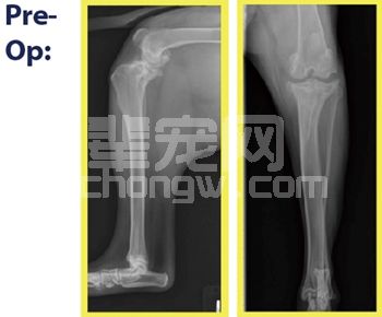 浅谈小动物人工全膝关节置换术