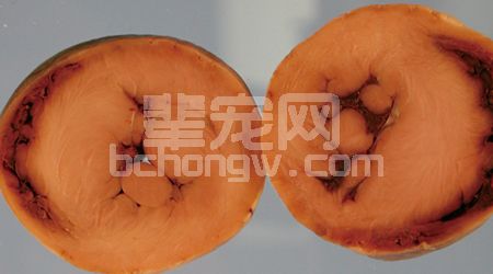 猫的心肌病（一）