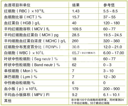 一例犬红白血病的诊断