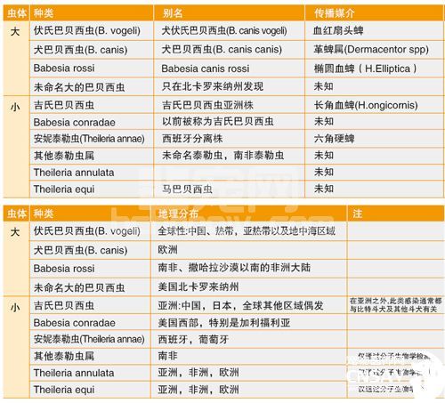 犬巴贝西焦虫病——一个不容忽视的话题