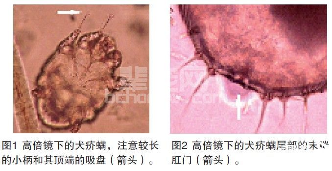 犬疥螨病（Canine scabies）