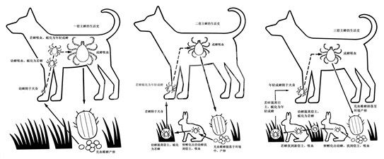 壁虱（蜱）生物学