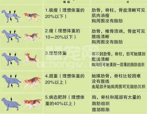 兽医如何应对犬猫的肥胖问题