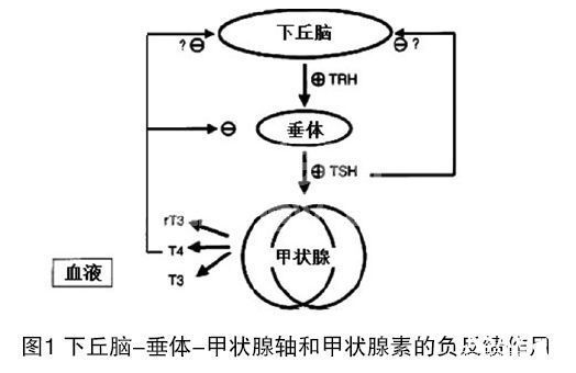犬甲状腺机能减退（Hypothyroidism）（一）
