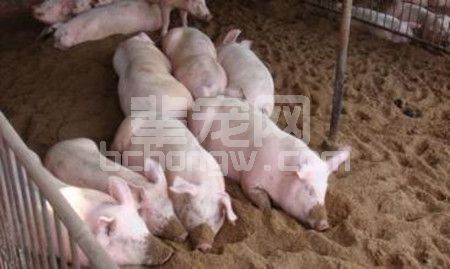小猪经常拉稀的原因分析和应对措施