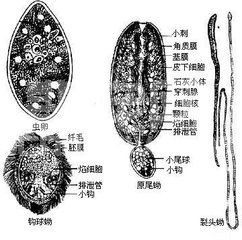 猪克氏伪裸头绦虫病的病因及防治措施