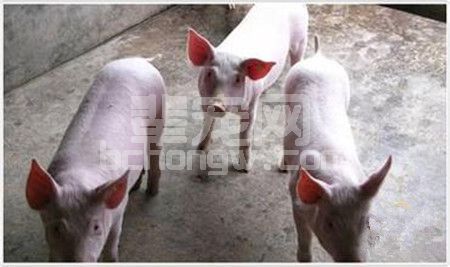 断乳仔猪腹泻综合措施防控