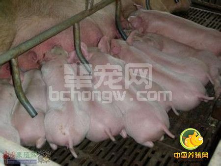 猪呼吸道疾病的宏观控制――“整体观”