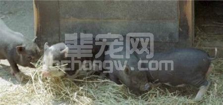 猪场常见传染病的防治！