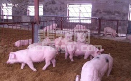 防治猪呼吸道病综合征药物的研究应用