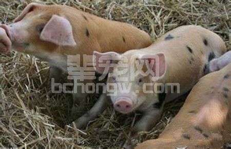 规模场防范春季暴发呼吸道疾病系统方案解析