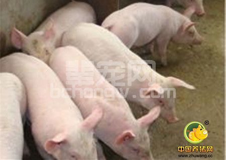 猪水肿病病因及防治措施
