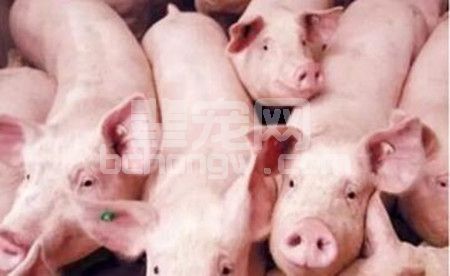 关注当前规模猪场防治猪呼吸道病综合征