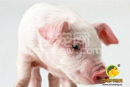 蓝耳病免疫不当导致呼吸道疾病的处理与分析