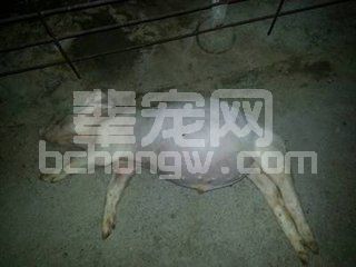 如何切断养猪场中的疾病传染源？减少猪病必须要做的几件事