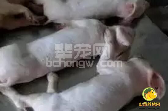 只需要六个阶段就能净化伪狂犬病？