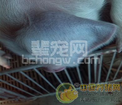 猪蓝耳病的防控措施