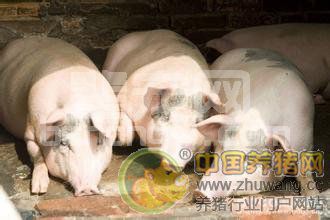 猪流感综合保健防控措施
