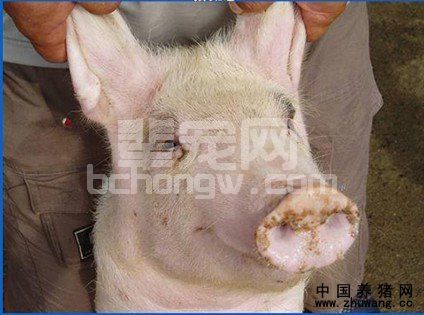 猪流行性感冒