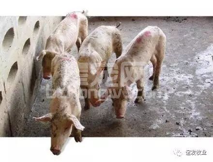 僵猪”如何解决？解决方法让无数养猪人恍然大悟！