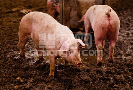 与猪脑炎、急性中毒病症相似？中兽医教你准确诊断和治疗“黑汗风”