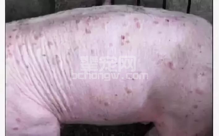 猪皮肤出现红点、斑块你还束手无策？
