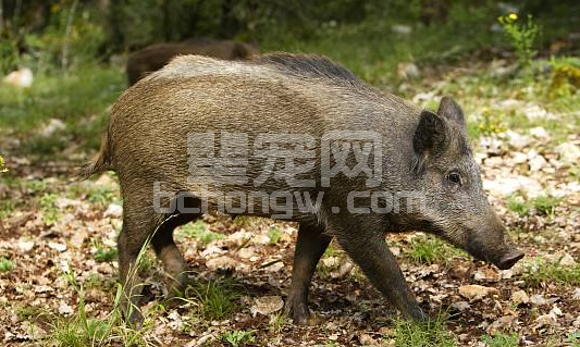 “冬吃萝卜夏吃姜，不用医生开药方”，夏季生姜在养猪中的妙用超实用！