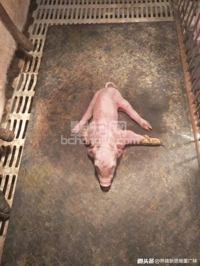 乳猪顽固性八字腿的防控经验及认知！