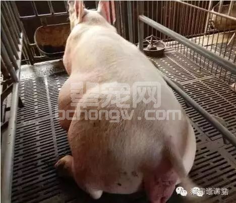 导致母猪异常淘汰的常见原因及防控措施！