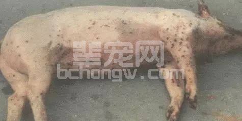炎热的夏天，这四种猪病要特别注意！