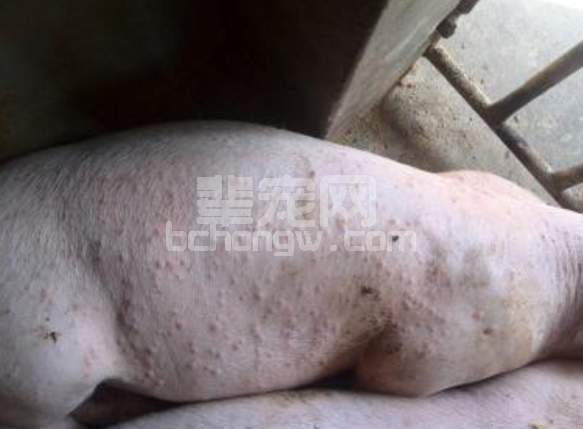 猪群全身长疙瘩，吃药打针不好使，怎么回事？