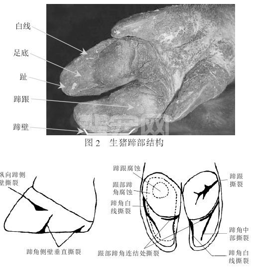 母猪肢蹄发炎、痛风，学会这一招，一举根除！